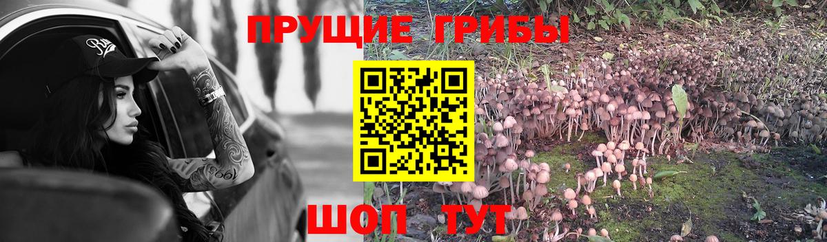 Галлюциногенные грибы Cubensis  Вход с VPN  Ставрополь 